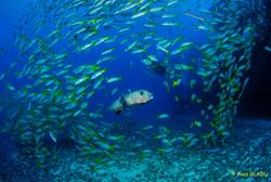 Cape Verdes Dive Centre - Sal Island. Peridao dive site.